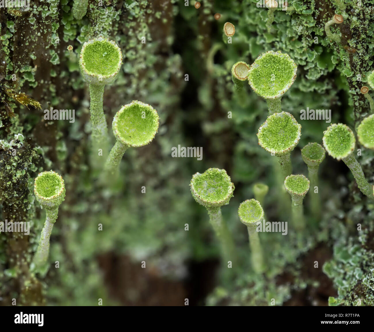 Vista dall'alto in basso di Cladonia sp licheni crescono su marcio ceppo di albero. Tipperary, Irlanda Foto Stock