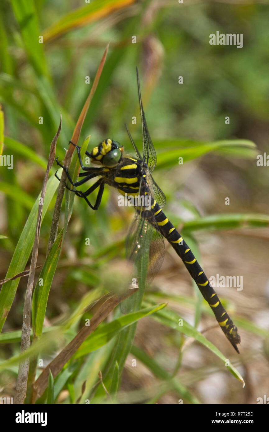 Golden-inanellati Dragonfly, (Cordulegaster boltonii), arroccato in erba, Asturias, Spagna. Foto Stock