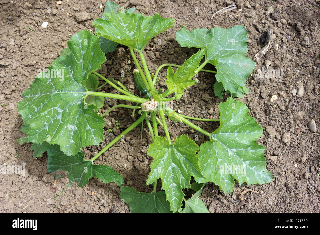 La zucchina o le zucchine (Cucurbita pepo) impianto bene su terreno coltivato con una piccola crescita verde zucchina sull'impianto. Foto Stock