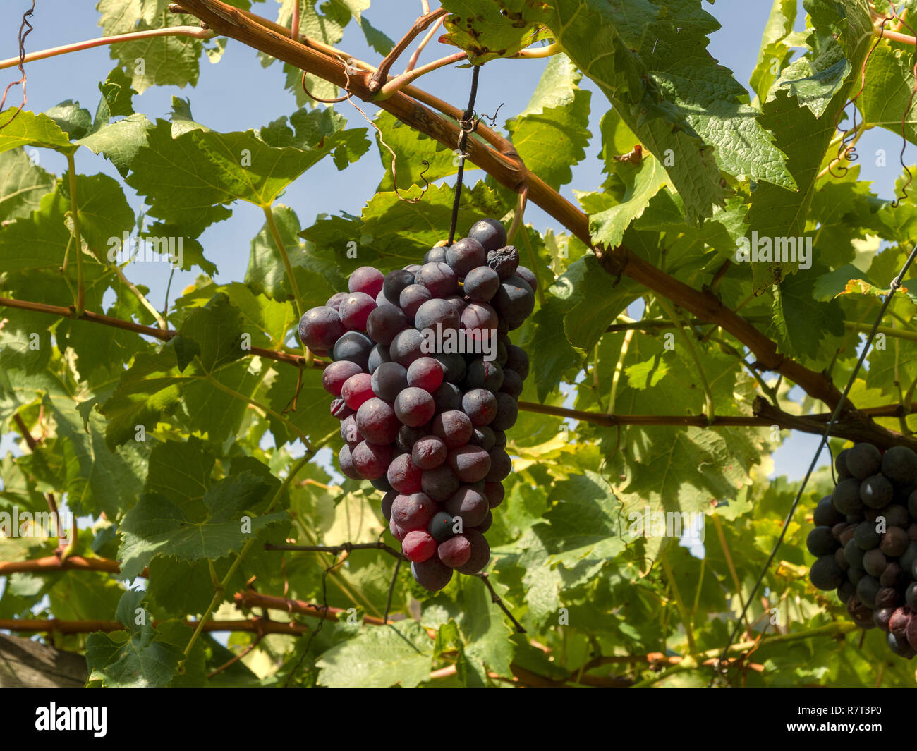 La viticoltura vicino a St Ulrich in Oberplars, Lagundo vicino a Merano, Regione Sud Tyrol-Bolzano, Italia, Europa Foto Stock