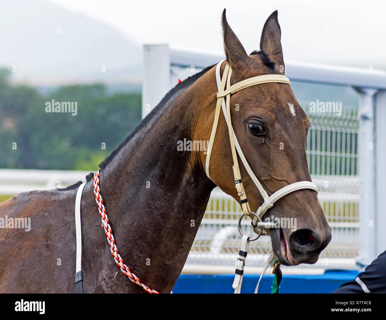 Ritratto di un cavallo Akhal-Teke dopo una corsa di cavalli. Foto Stock