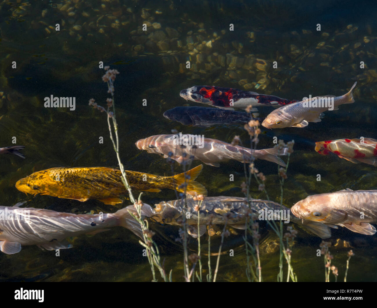 Koi pond in giardino di Nutzhof, Lagundo vicino a Merano, Regione Sud Tyrol-Bolzano, Italia, Europa Foto Stock