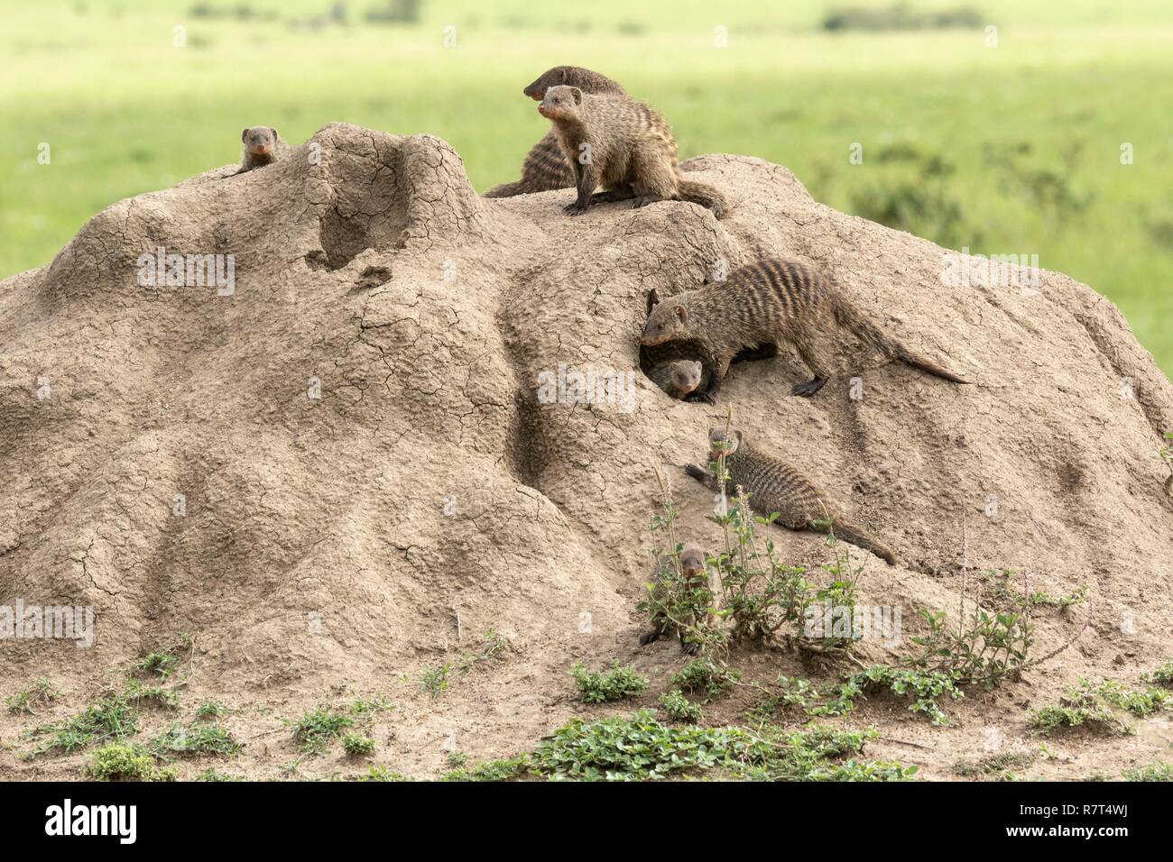 Kenya, Masai-Mara Game Reserve, nastrati mongoose (Mungos mungo), gruppo su un termite hill Foto Stock