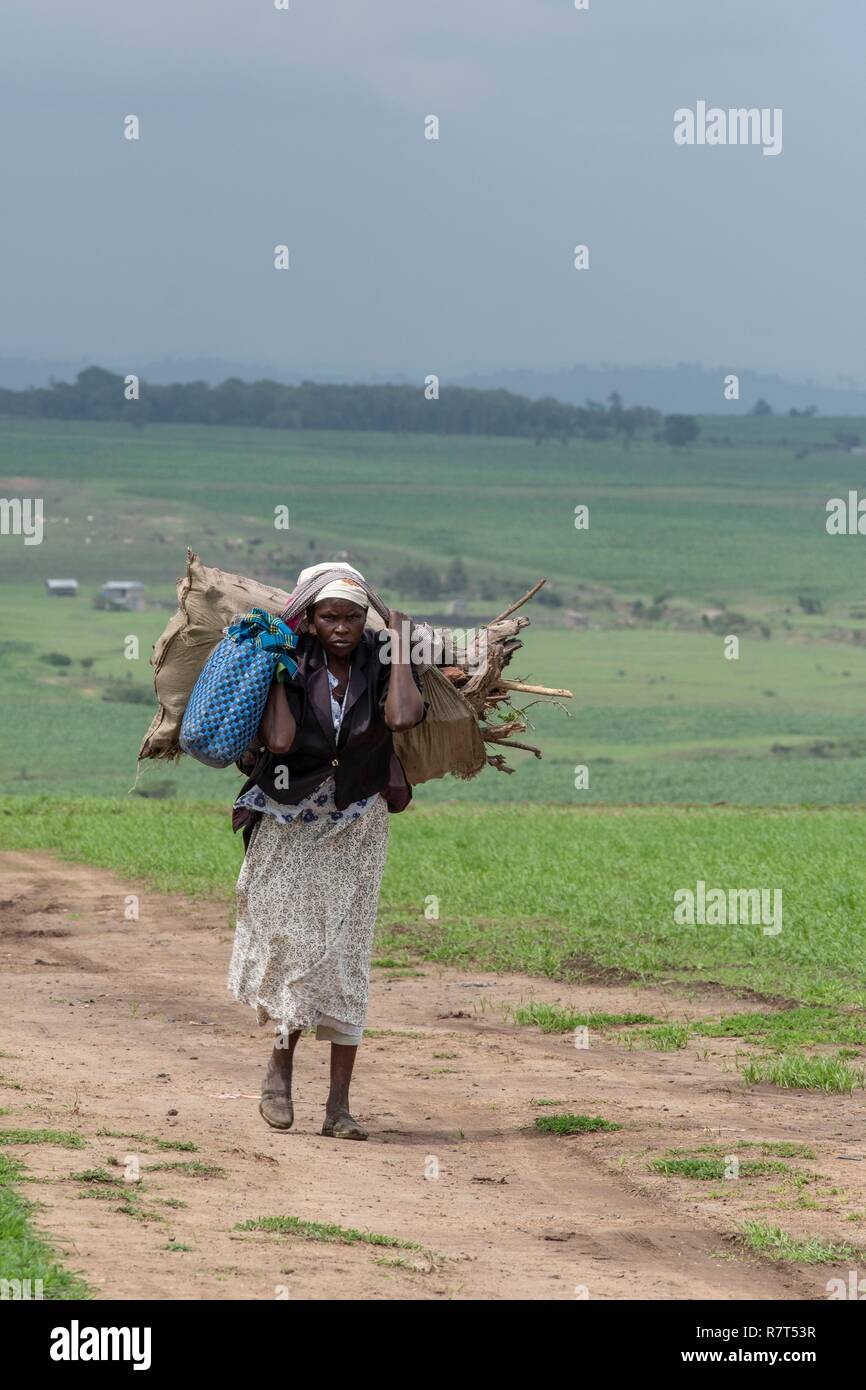Kenya, Masai-Mara Game Reserve, Masai donna trasportare il legno Foto Stock