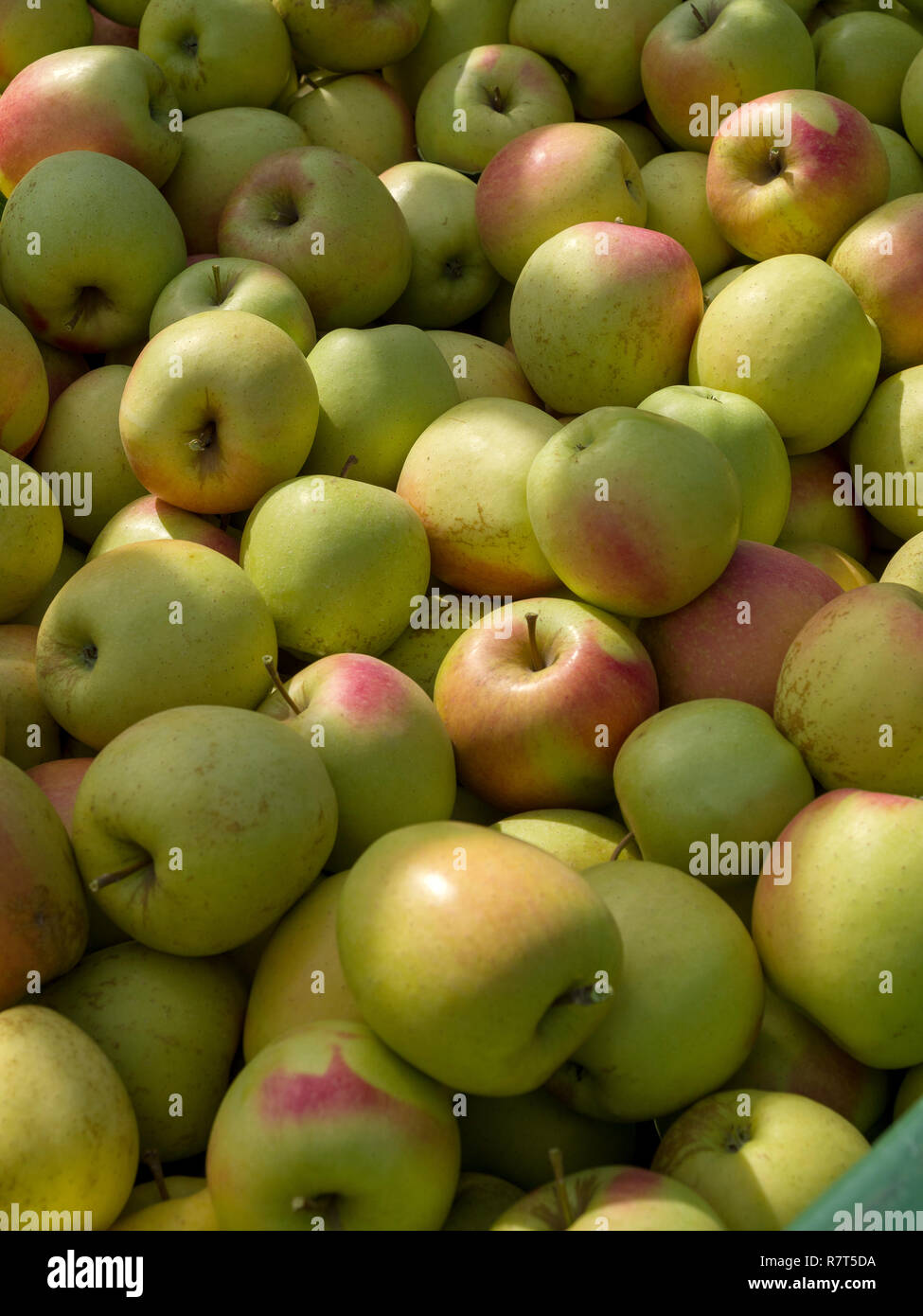 La coltivazione di apple, Lagundo vicino a Merano, Regione Sud Tyrol-Bolzano, Italia, Europa Foto Stock