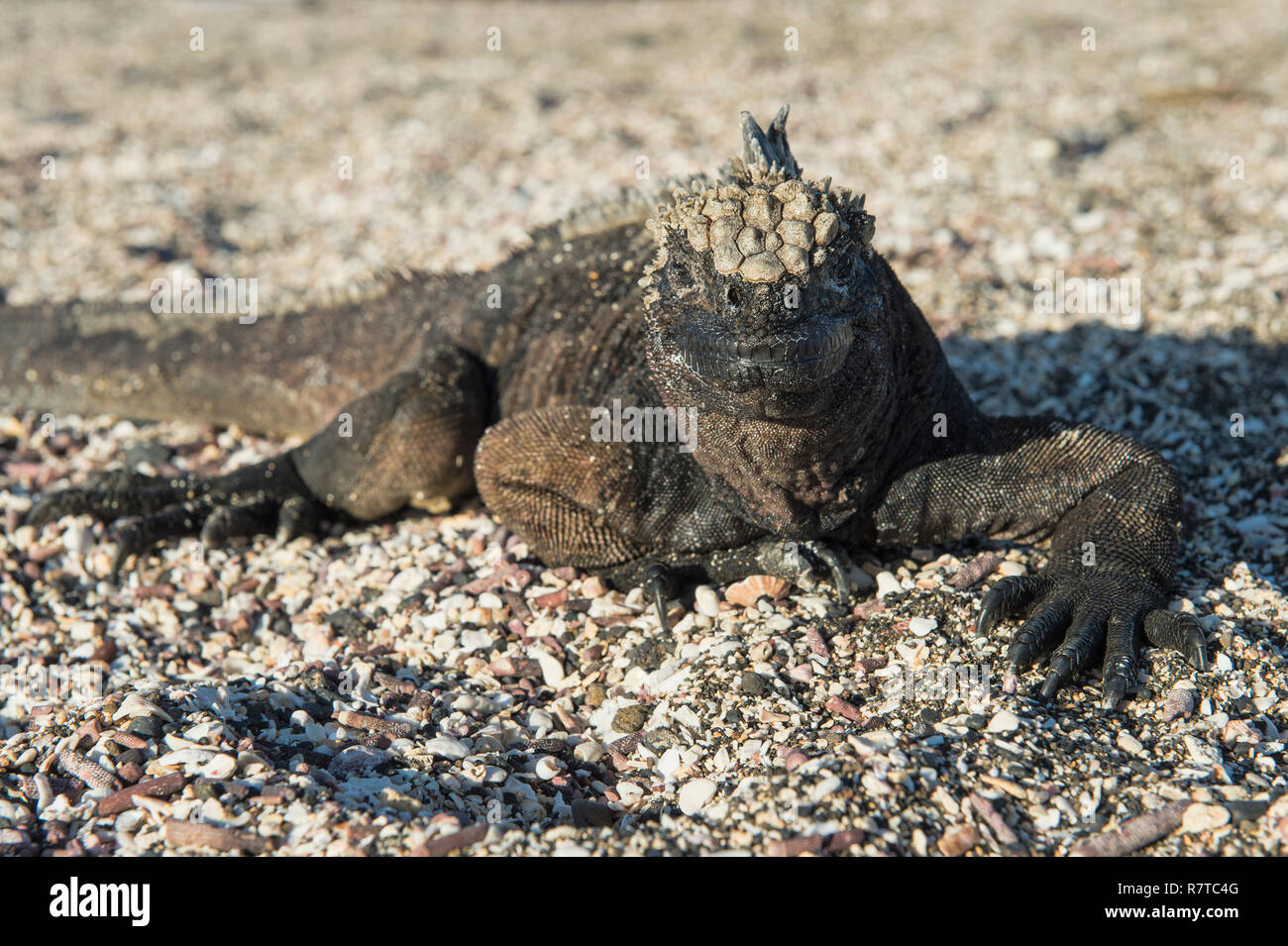 Iguana marina (Amblyrhynchus cristatus), Galápagos Foto Stock