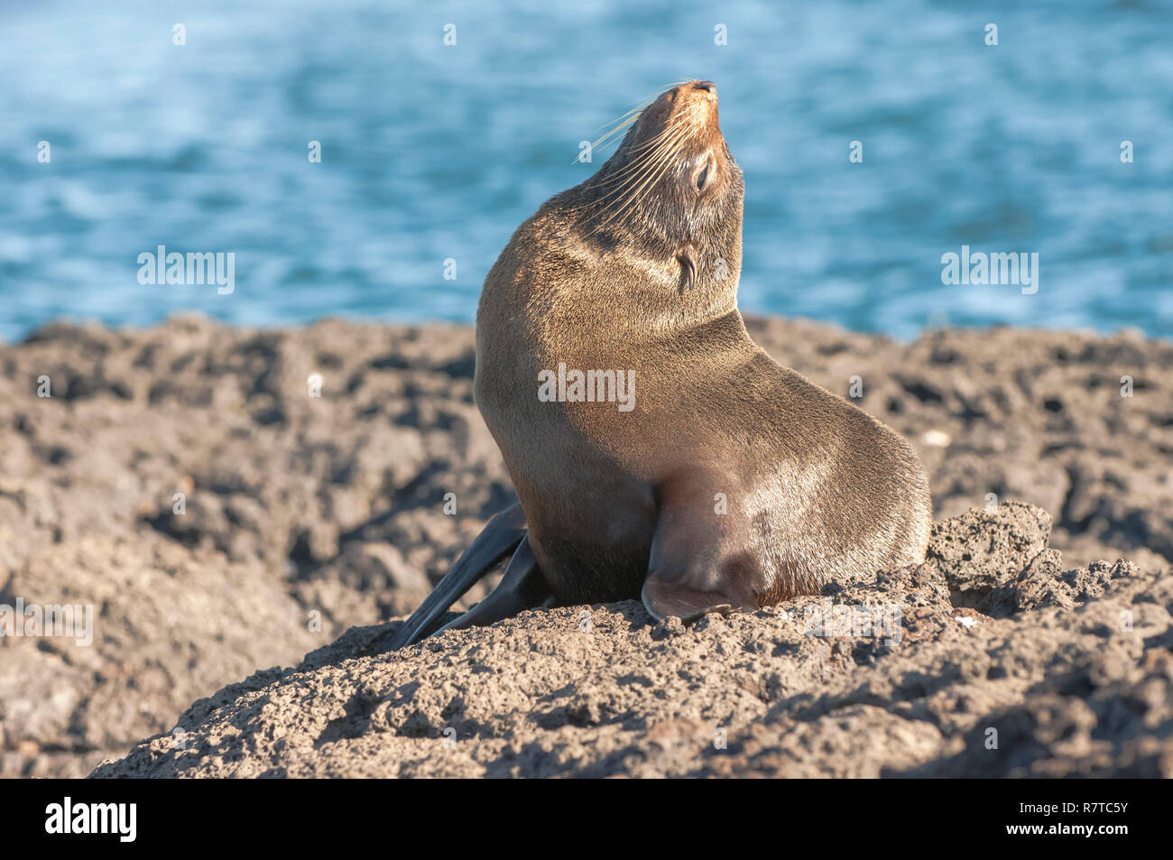 Galápagos pelliccia sigillo (Arctocephalus galapagoensis), Galápagos Foto Stock