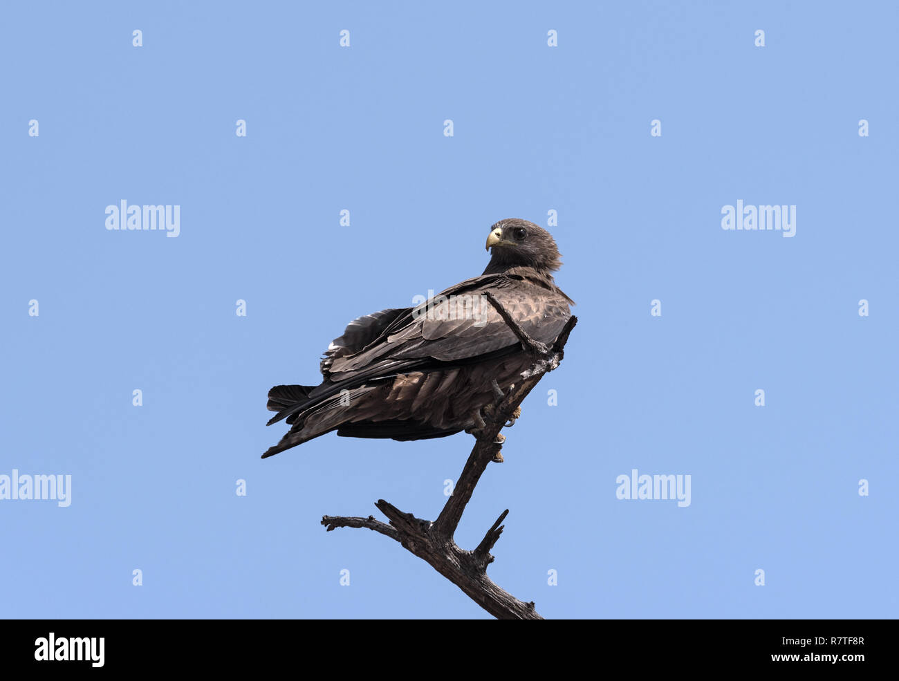 Un Tawny Eagle su un ramo in Chobe National Park, Botswana Foto Stock