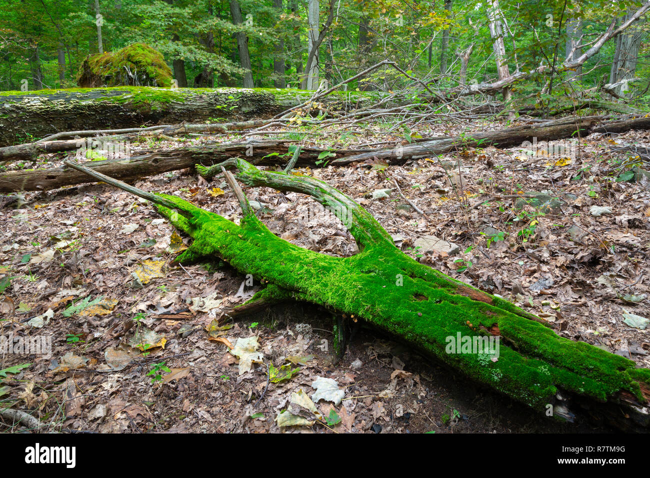 Un muschio-log coperto giacente sul suolo della foresta vicino a grandi registri e alberi. Tallman Mountain State Park, New York Foto Stock