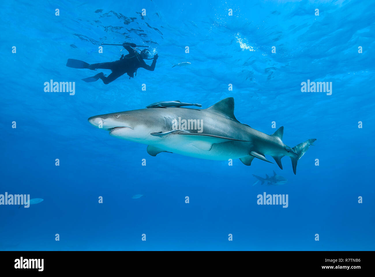 Subacqueo con la bacchetta di squalo e lo squalo limone (Negaprion brevirostris) con Remoras (Echeneidae) in acqua blu, Bahama banche, Bahamas Foto Stock
