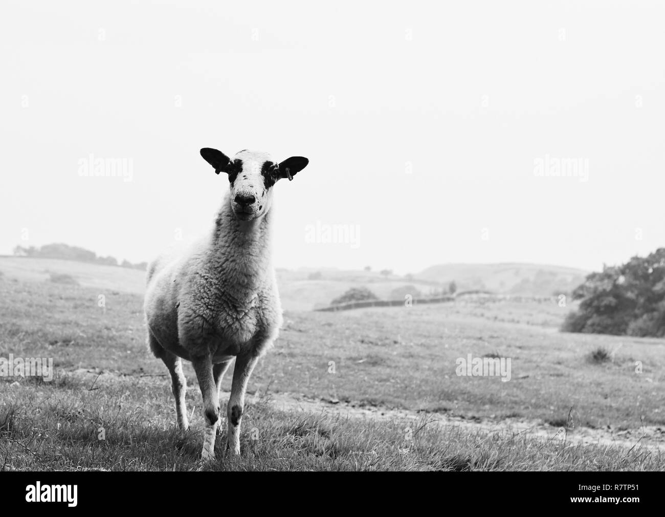 Un curioso cercando pecore in un campo sulla testa alla telecamera in bianco e nero. Foto Stock