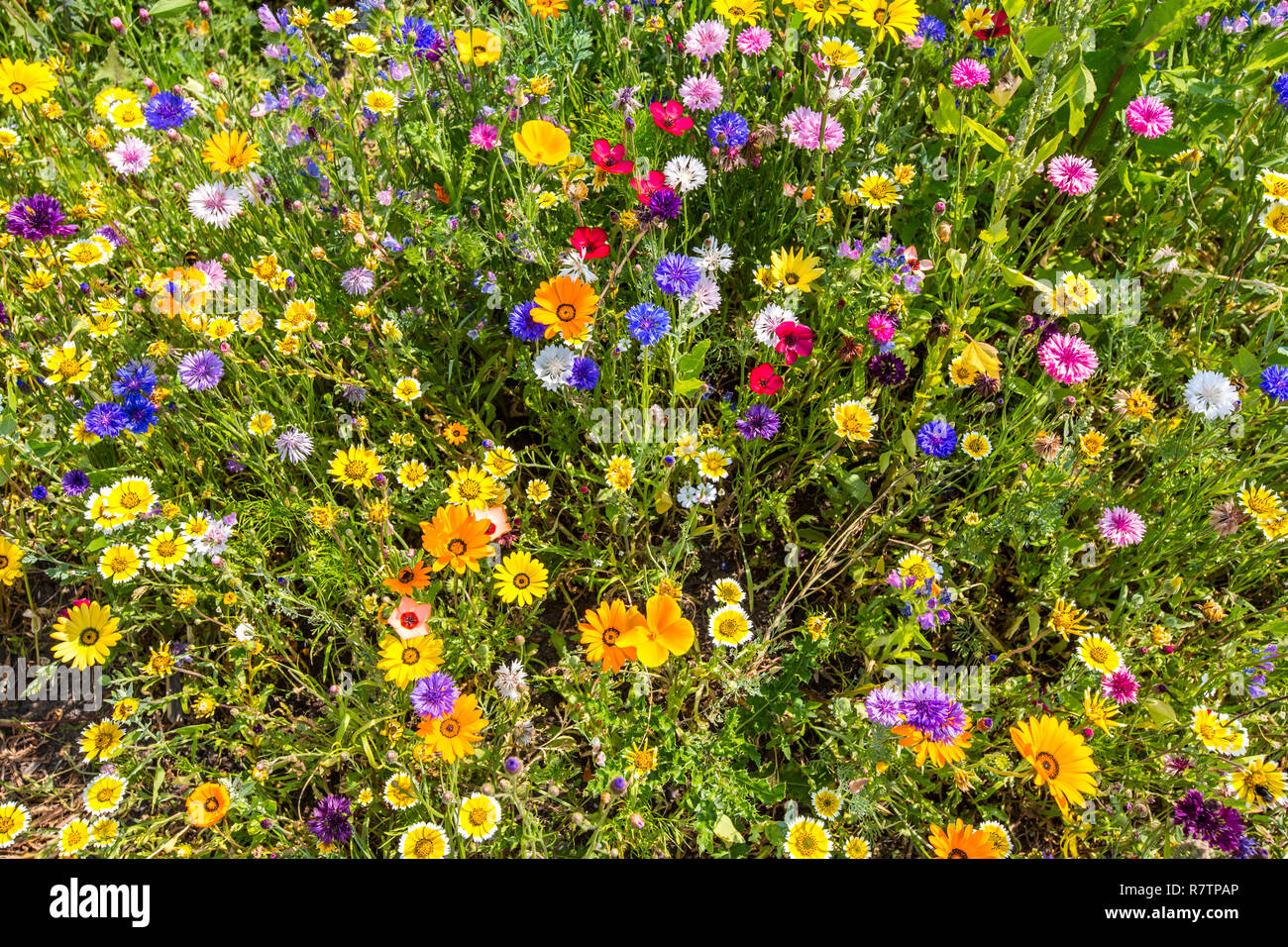 Prato di fiori selvaggi con molte varietà di fiori colorati, Germania Foto Stock