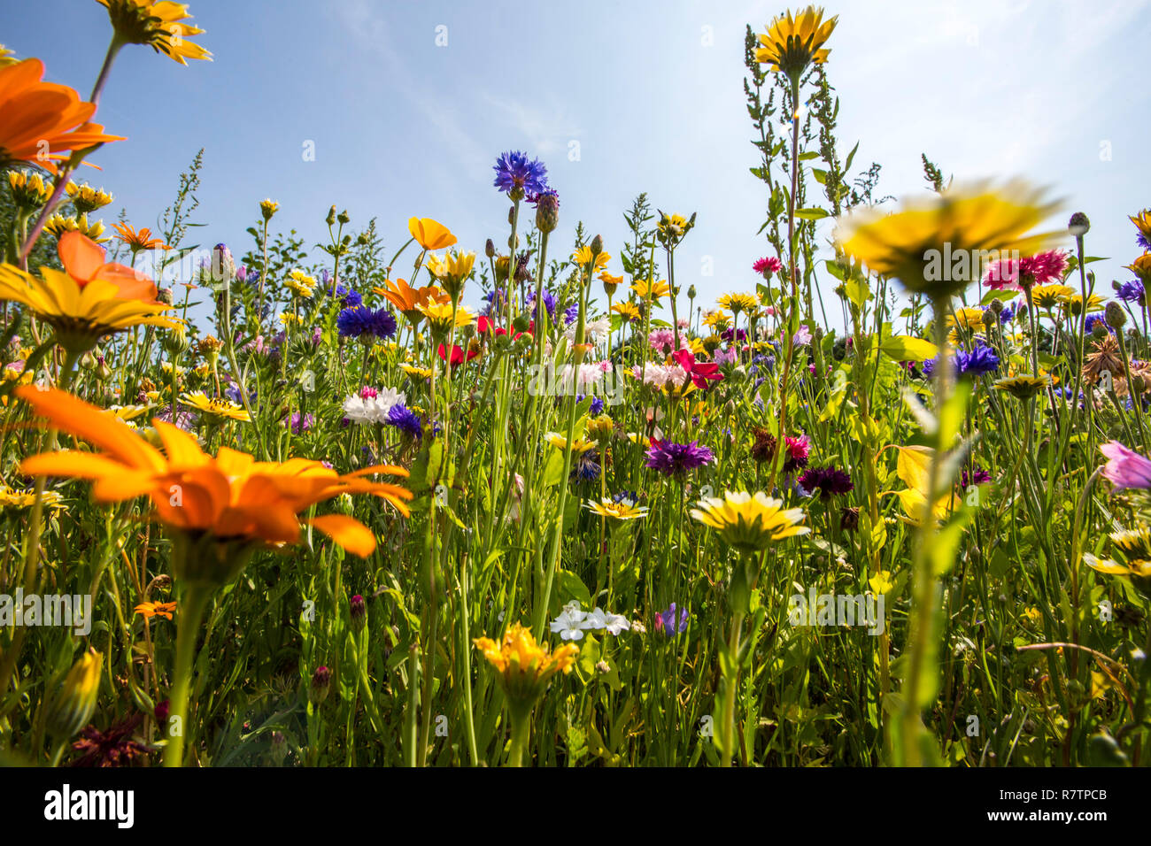 Prato di fiori selvaggi con molte varietà di fiori colorati, Germania Foto Stock