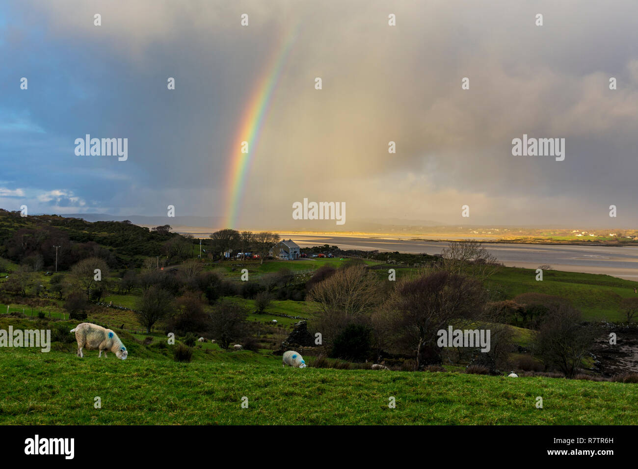 Pecore in una fattoria nella Contea di Donegal, Irlanda con rainbow Foto Stock