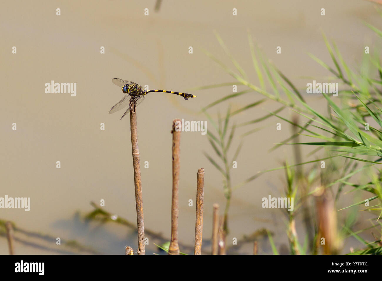 Sud Africa wildlife: Comune tigertail dragonfly (Ictinogomphus ferox) appollaiato su stocchi di bambù Foto Stock