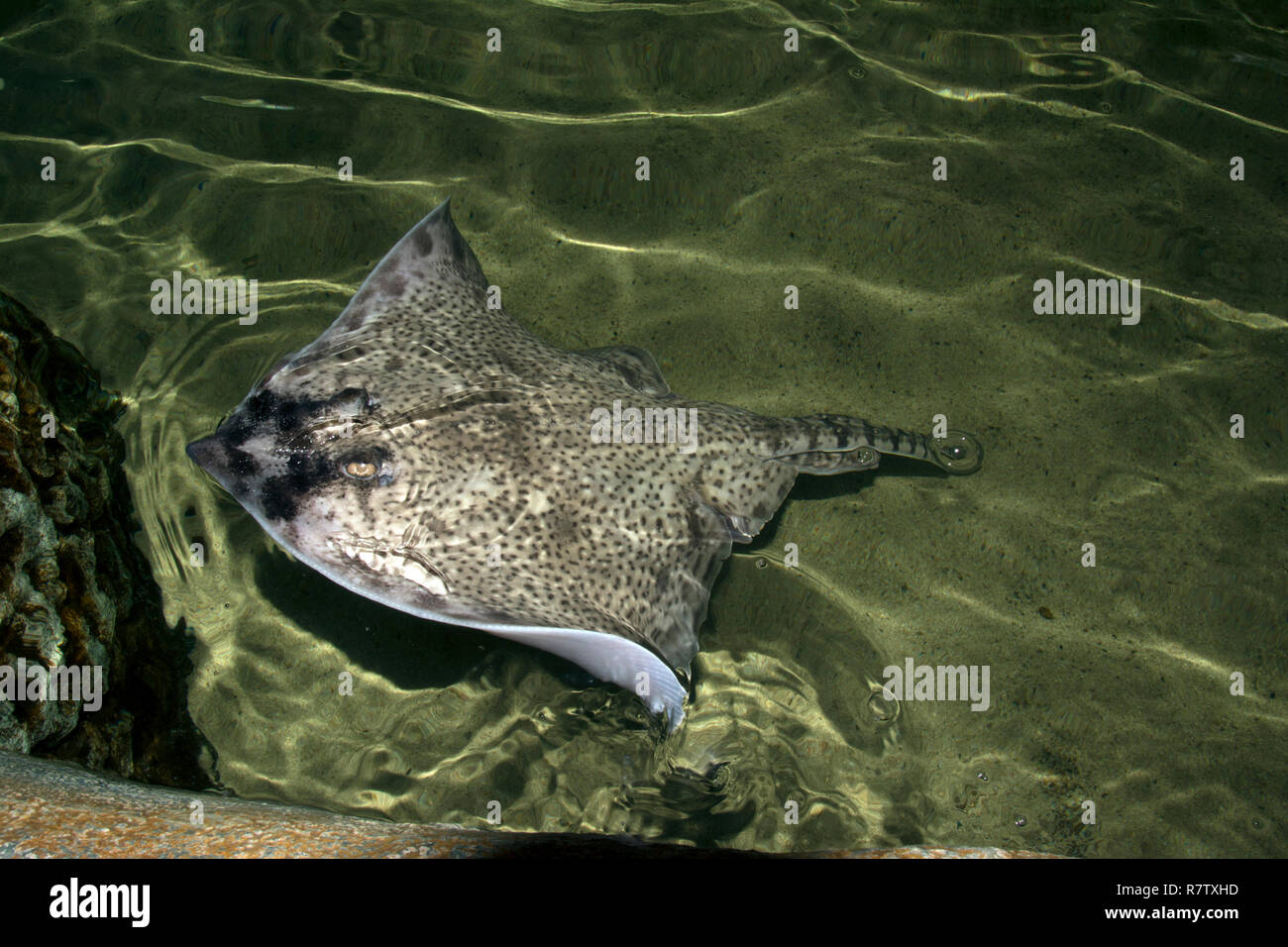 WILTSHIRE; LONGLEAT; THORNBACK RAY Foto Stock