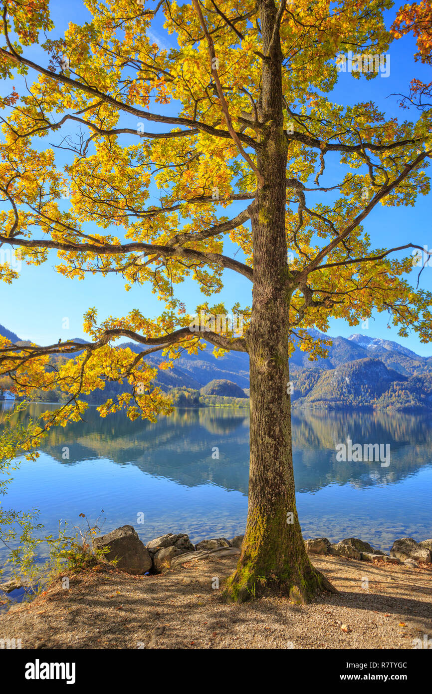 Alberi colorati sulla riva del lago di Kochel (Kochelsee) nella parte bavarese delle Alpi europee. Foto Stock