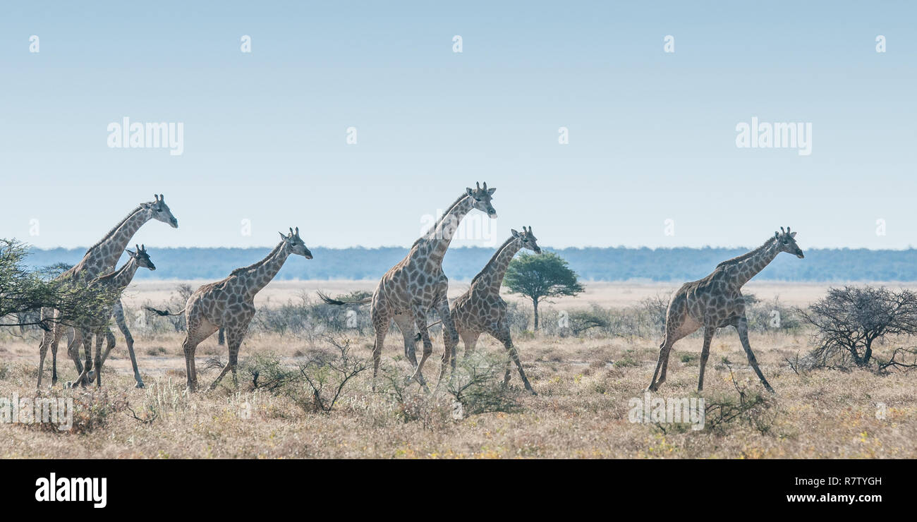 Le giraffe in esecuzione presso la savana Foto Stock