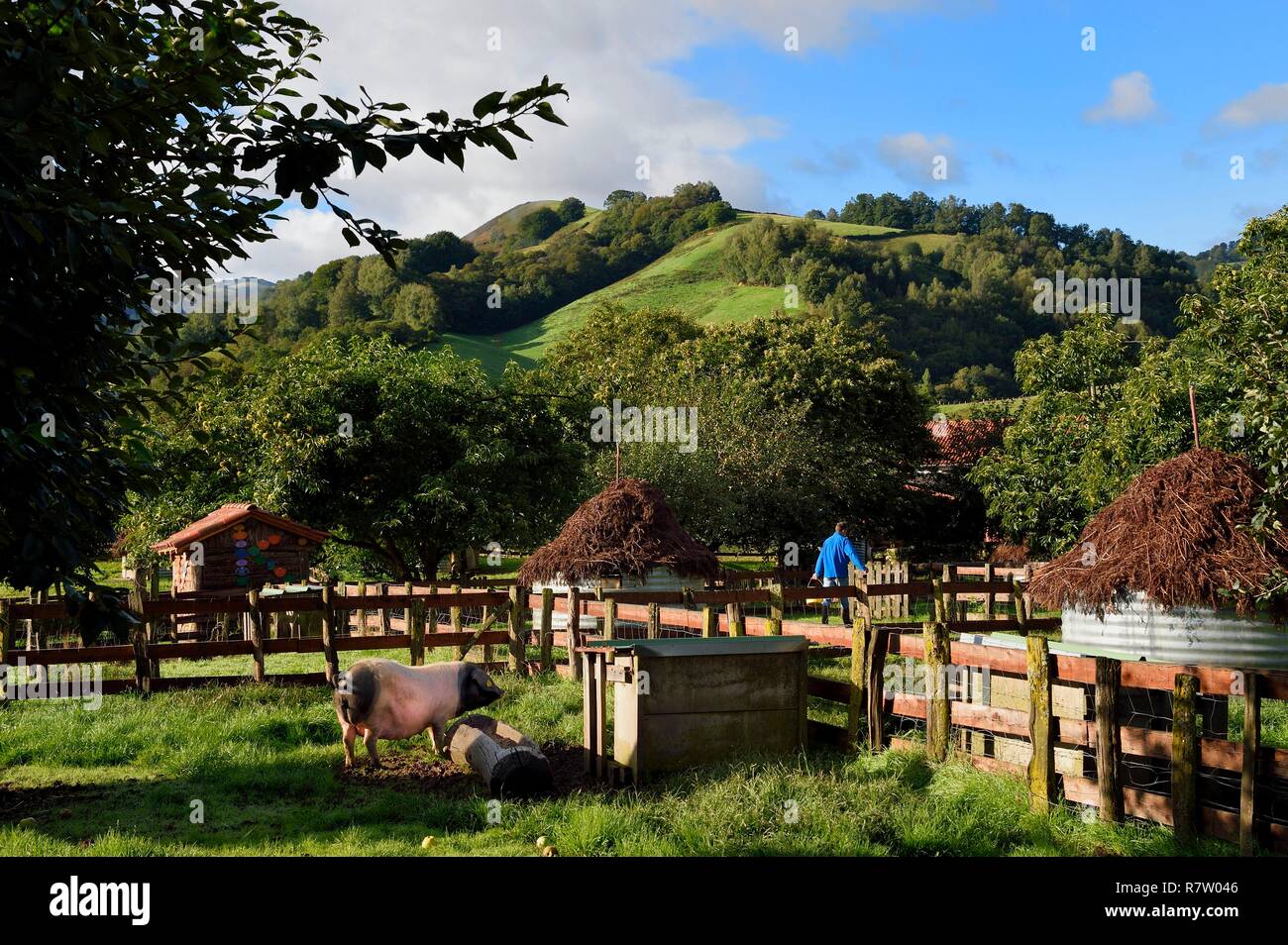 Francia, Pirenei Atlantiques, Paese Basco, Aldudes valley, Pierre Oteiza allevamento basco di maiali neri per la produzione di Kintoa AOC prosciutto, giovani sow Foto Stock