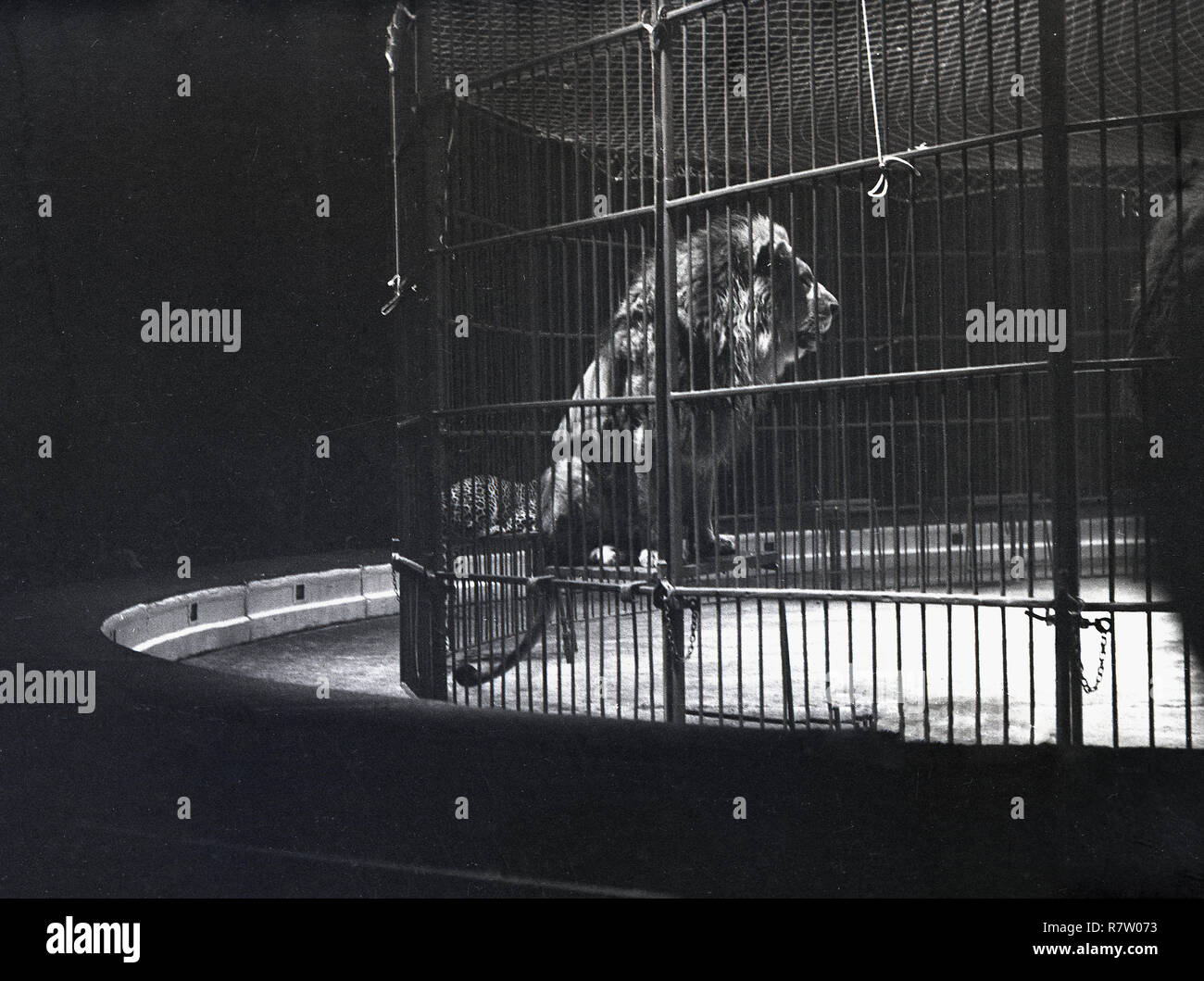 Anni sessanta, storico, un circo Leone seduto su una tabella all'interno di una gabbia in acciaio all'interno di una tenda del circo. Foto Stock