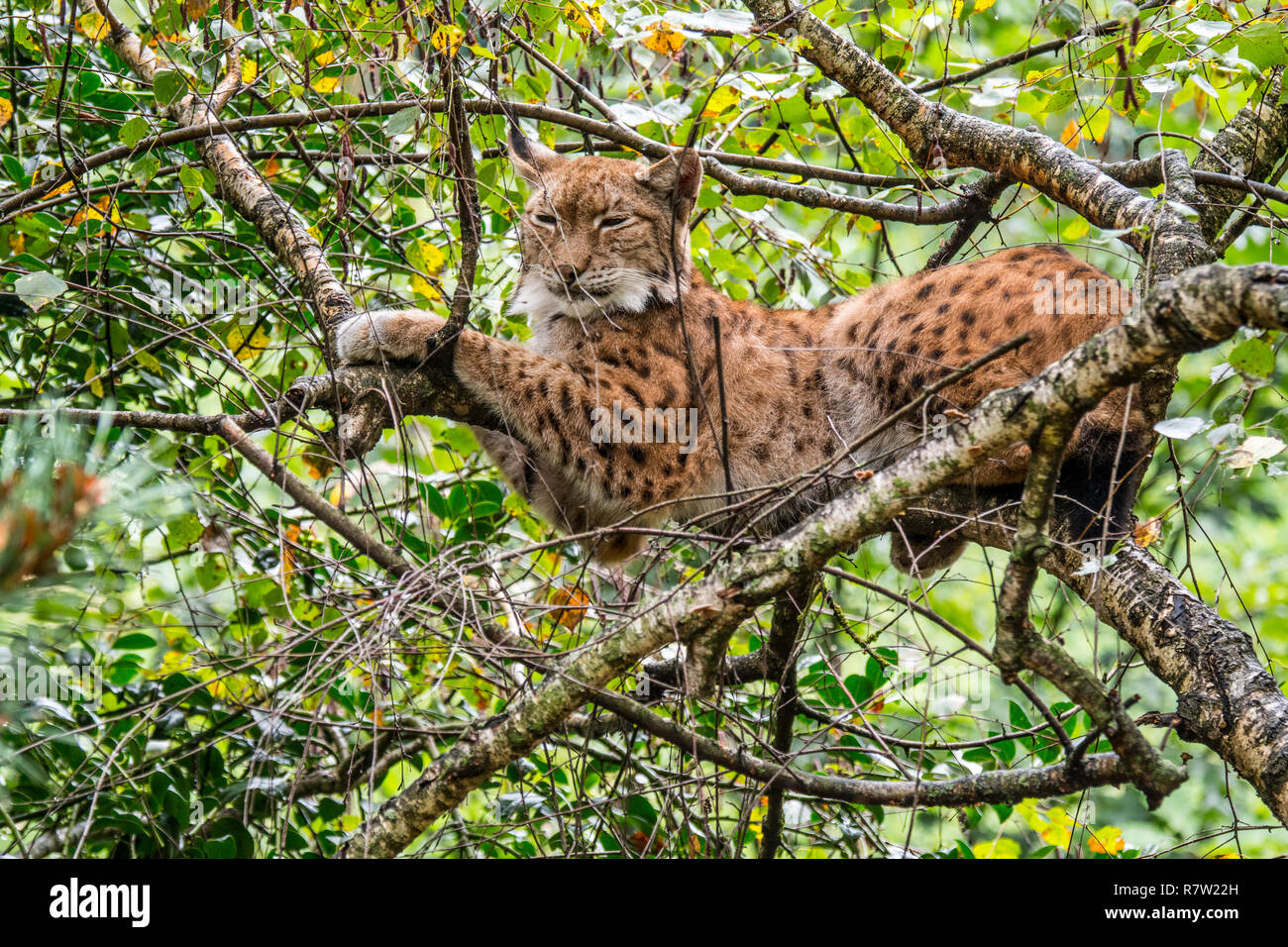 Assonnato eurasiatica (Lynx Lynx lynx) in appoggio sul ramo nella struttura ad albero nella foresta Foto Stock