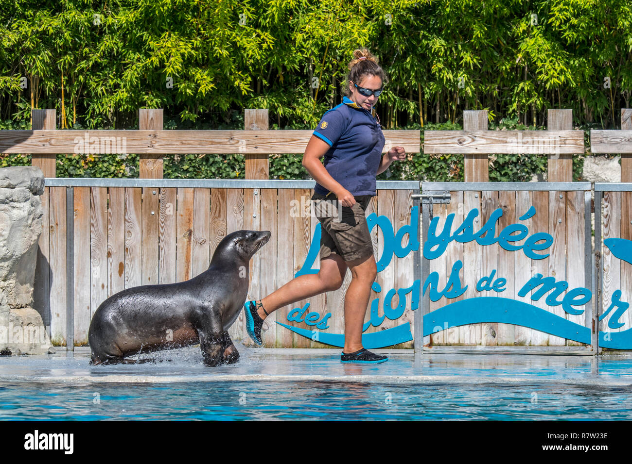Il leone marino della California (Zalophus californianus) eseguendo con zookeeper al francese zoo ZooParc de Beauval, Francia Foto Stock