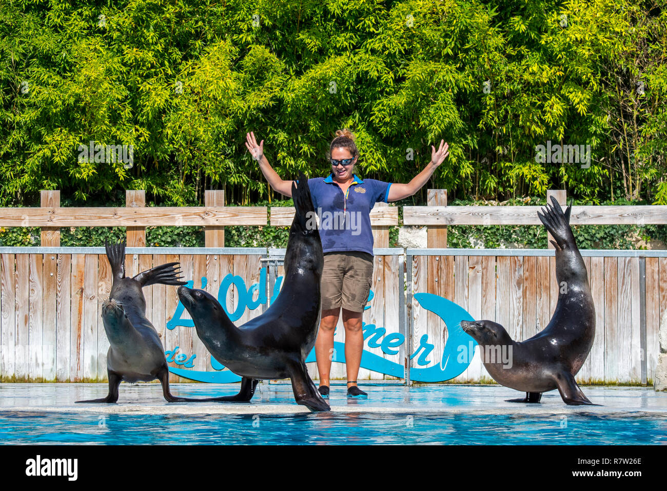 California tre leoni di mare (Zalophus californianus) eseguendo con zookeeper al francese zoo ZooParc de Beauval, Francia Foto Stock