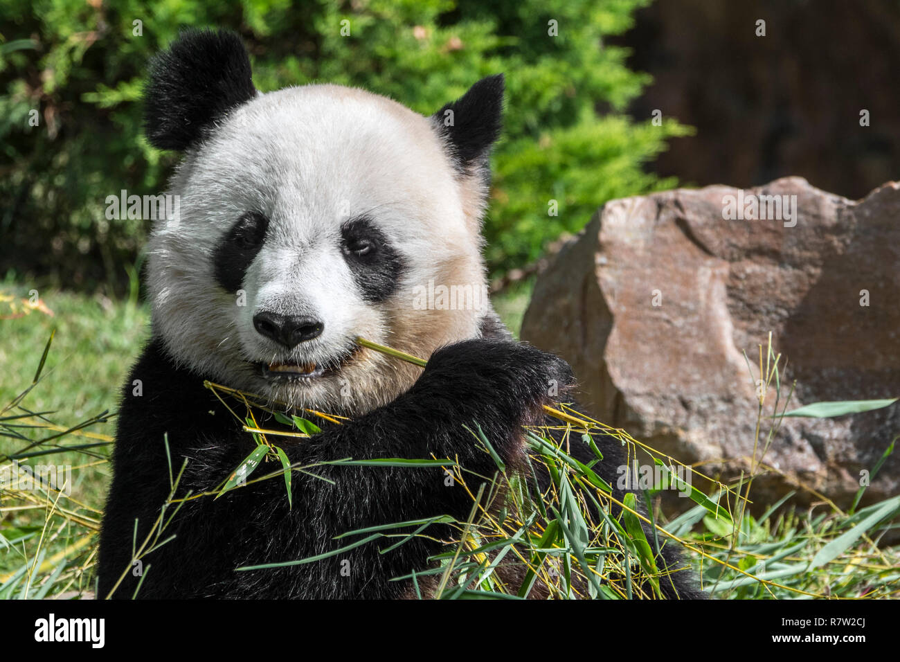 Chiusura del panda gigante (Ailuropoda melanoleuca) mangiare il bambù in zoo Foto Stock