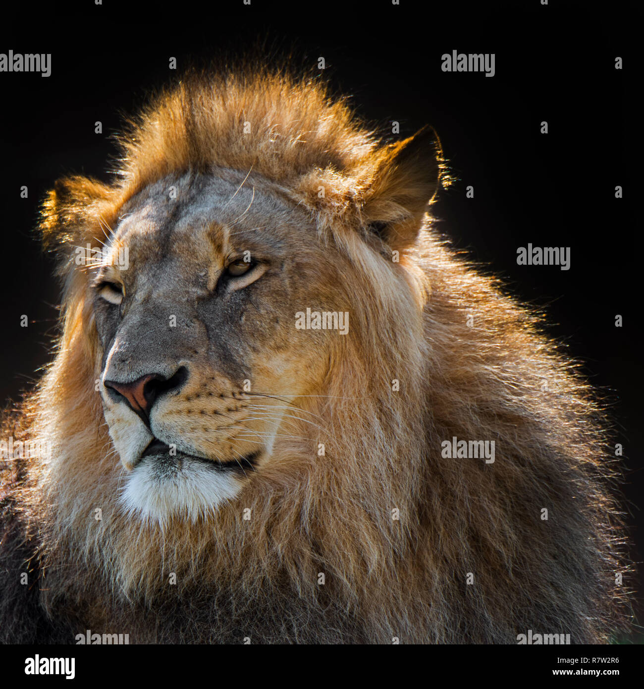 Close-up verticale dei maschi di leone africano (Panthera leo) con grandi manes in controluce contro scuro / Sfondo nero Foto Stock