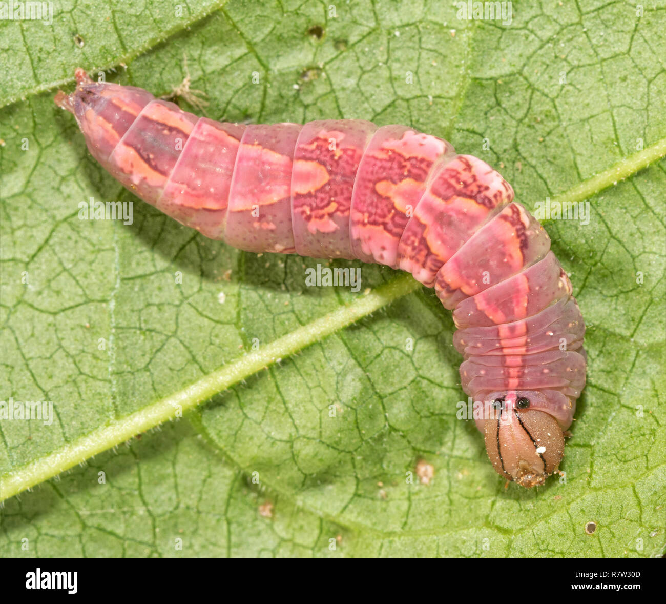 Rosa umbrata Heterocampa, un bianco-spotted Heterocampa Moth caterpillar su una foglia verde Foto Stock