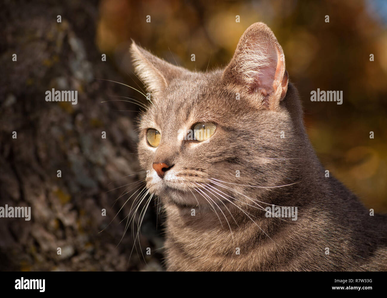 Primo piano immagine di un blu tabby cat fino in un albero; disattivato Autunno colori sullo sfondo Foto Stock