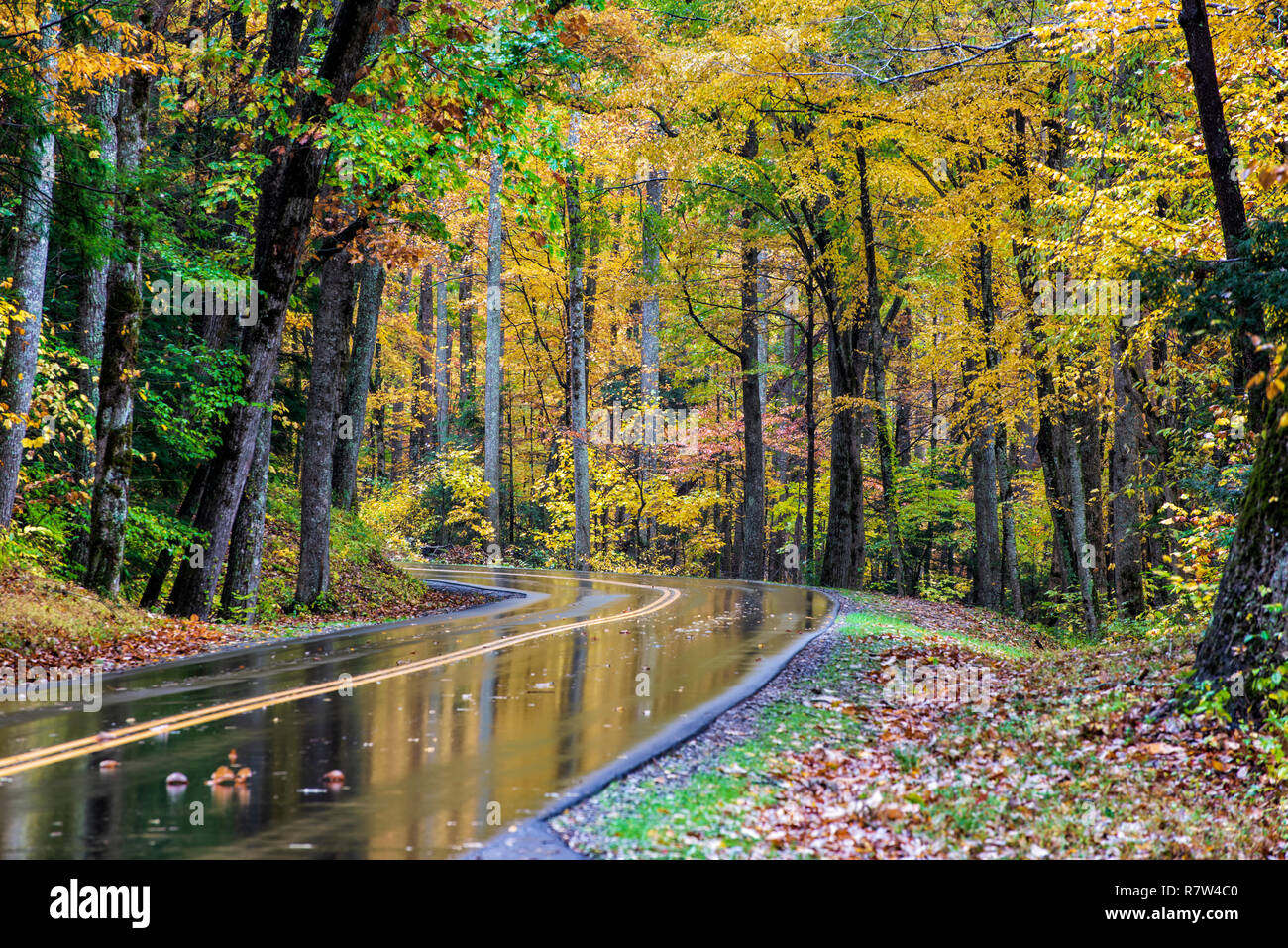 Inquadratura orizzontale di un umido Smoky Mountain Road con bellissimi colori autunnali. Foto Stock