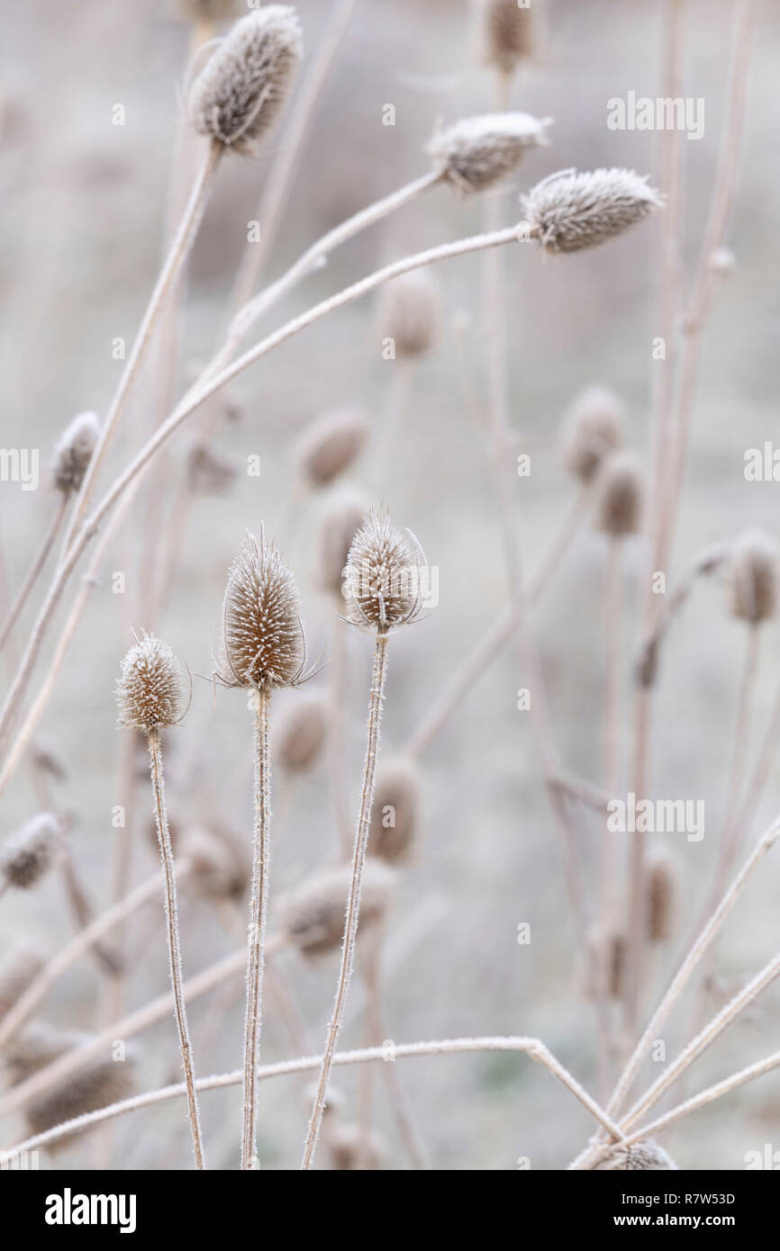 Teasels smerigliato (Dipsacus Fullonum) su un freddo inverno mattina nel Parco Nazionale di Cairngorms, Scozia Foto Stock