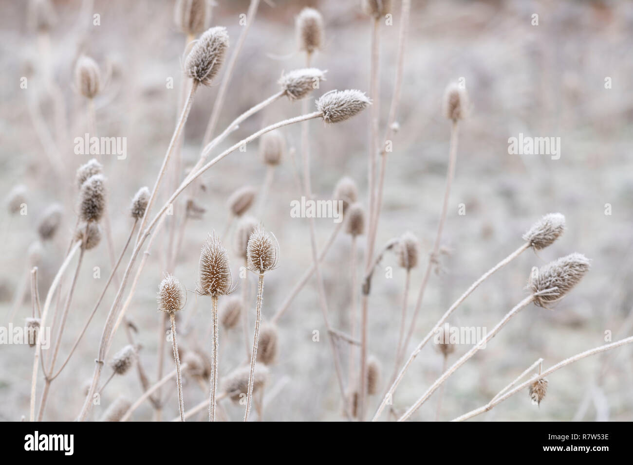 Teasels smerigliato (Dipsacus Fullonum) su un freddo inverno mattina nel Parco Nazionale di Cairngorms, Scozia Foto Stock
