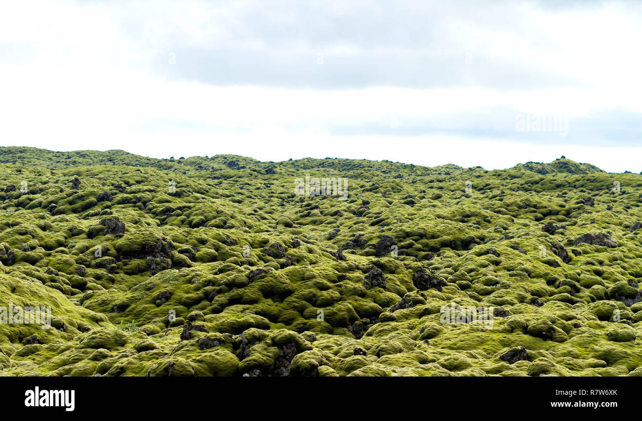 Ex fiume di lava solidificata ricoperta da uno strato di muschio verde in Islanda Foto Stock