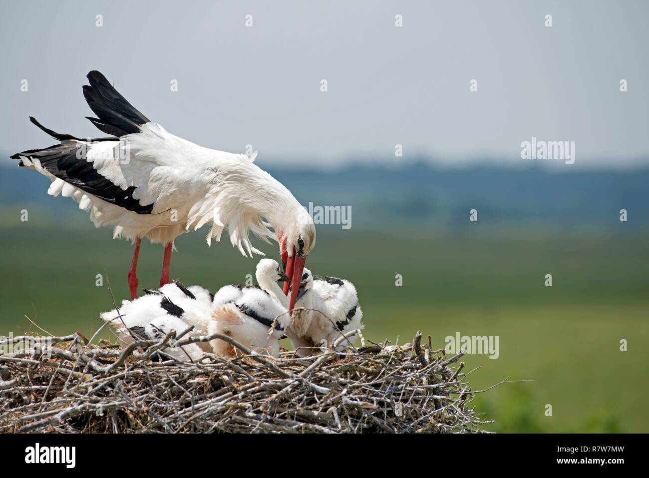 Cicogna bianca alimentare youngs sul nido (Ciconia ciconia), Francia Foto Stock