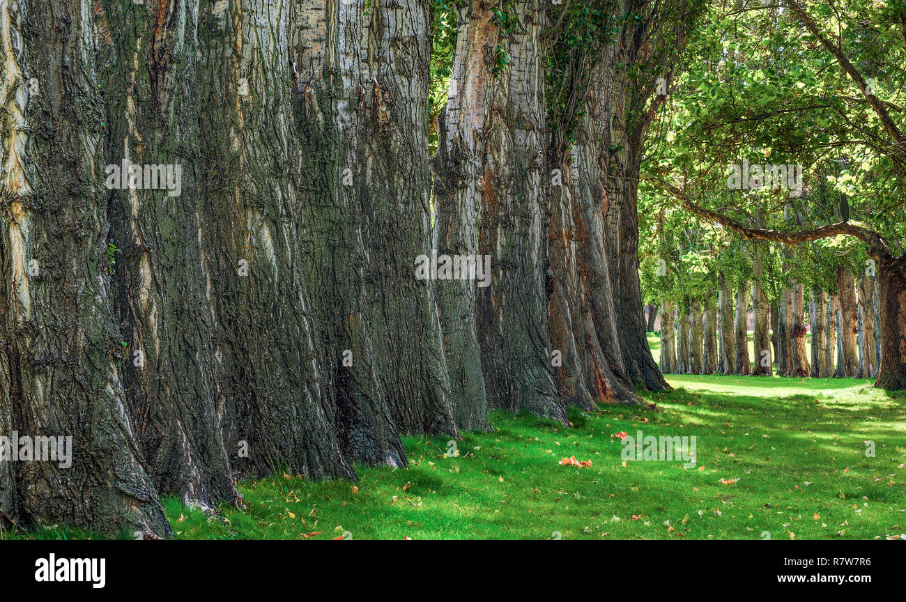 New Scenic 5 posti e invitante con immagine di un erba verdeggiante sentiero ombreggiato da una linea di alberi presso la Columbia Hill parco dello stato sul Columbia River Gorge a Washington Foto Stock