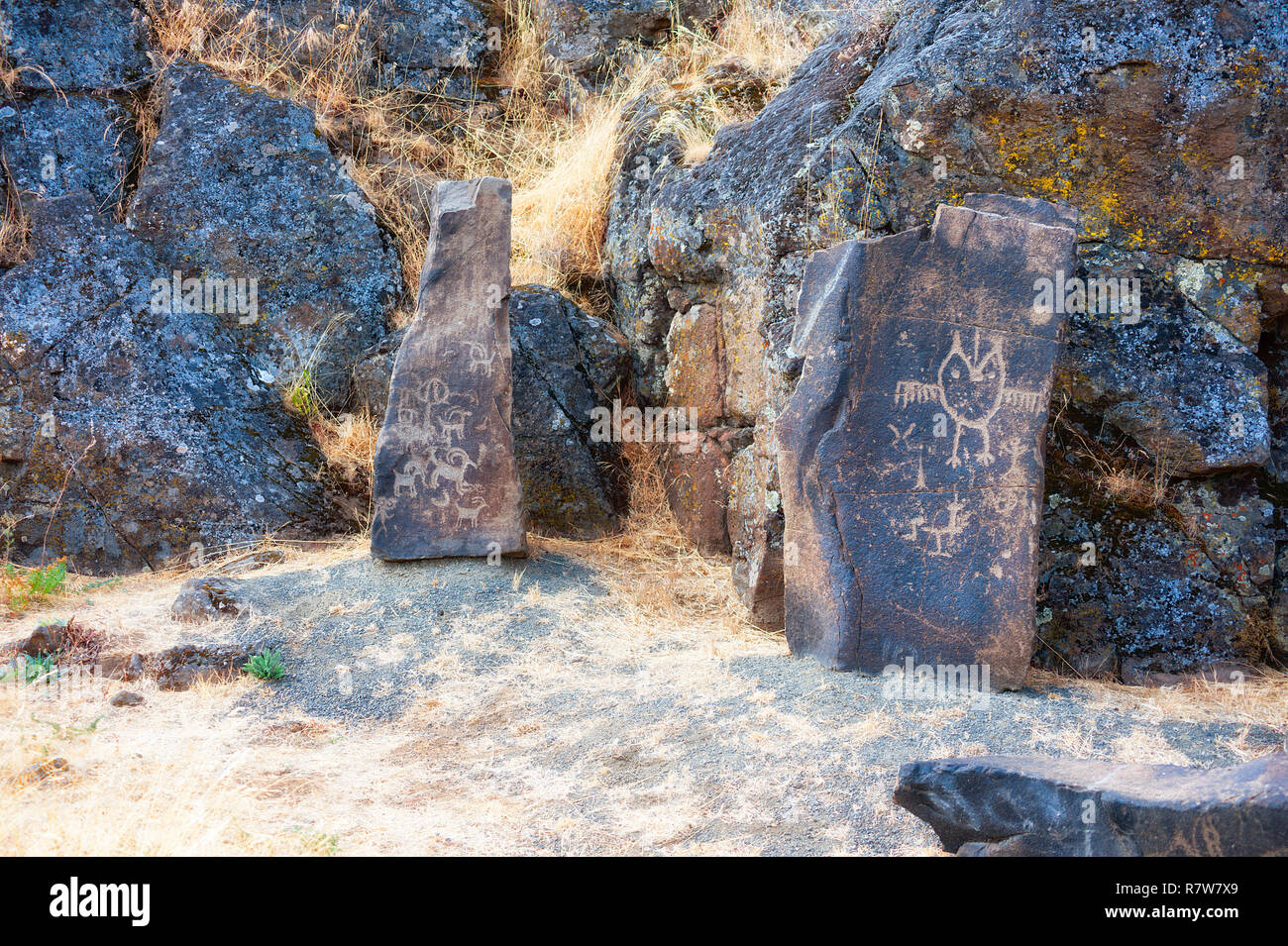 Antiche incisioni rupestri sono visibili lungo il Temani Pesh-wa(scritto su roccia) sentiero come un tour guidato. Quando il Dalles diga fu costruita una piccola selezione di pet Foto Stock