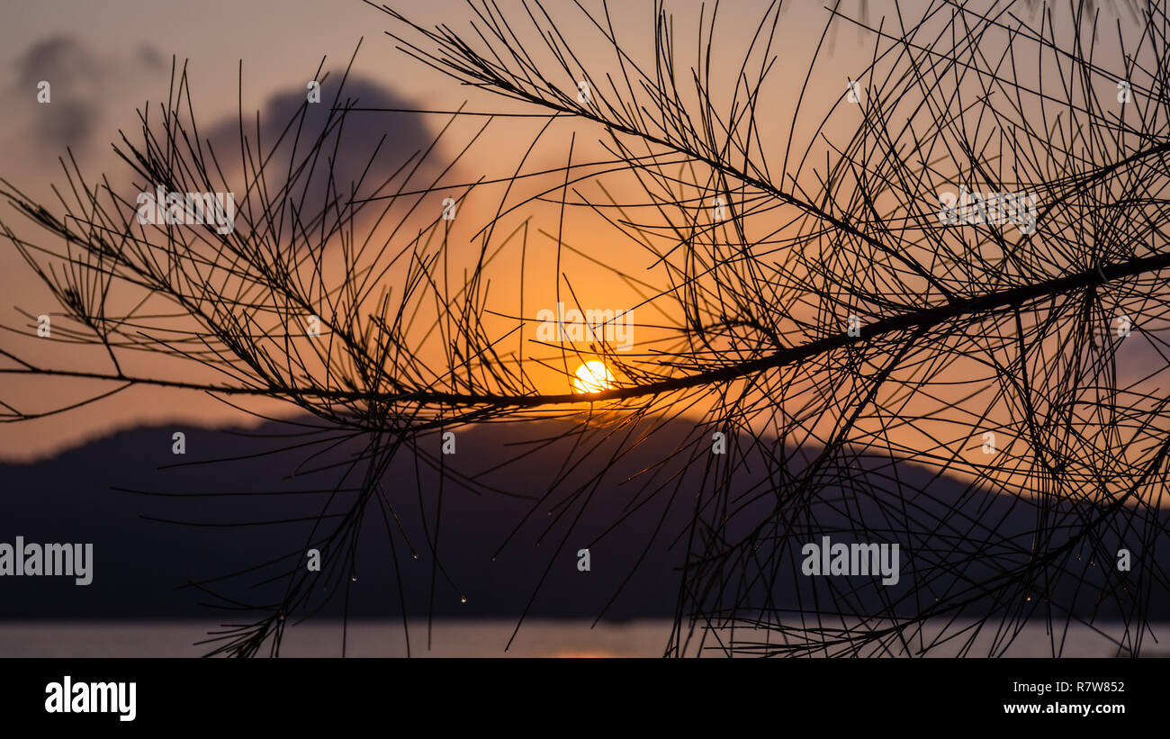 L'ultimo della mattina gocce di rugiada appesa a un albero di pino al sorgere del sole. Foto Stock