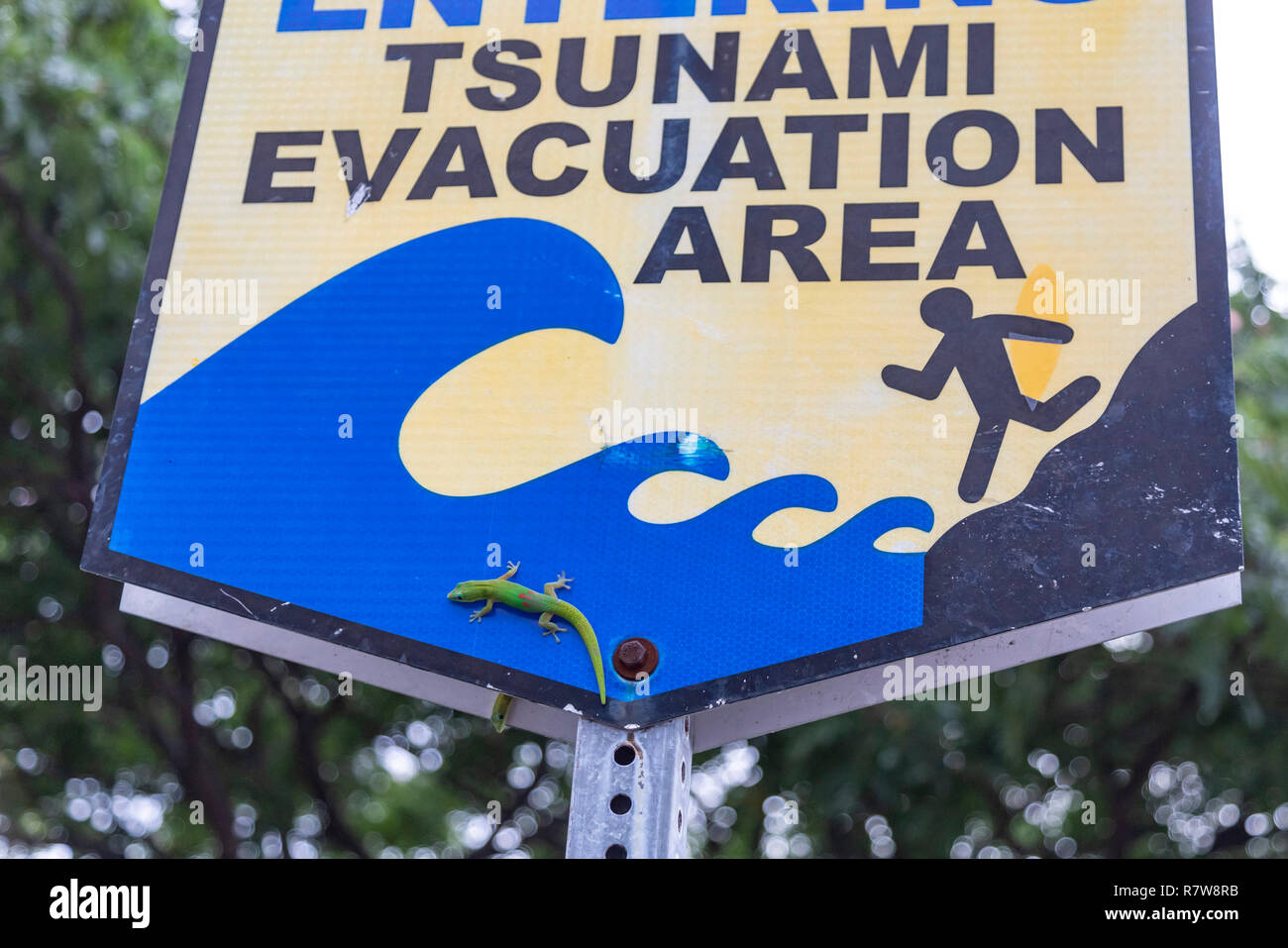 Kailua-Kona, Hawaii - polvere d oro giorno gechi (Phelsuma laticauda) su un tsunami zona di evacuazione segno vicino all'Oceano Pacifico. Foto Stock
