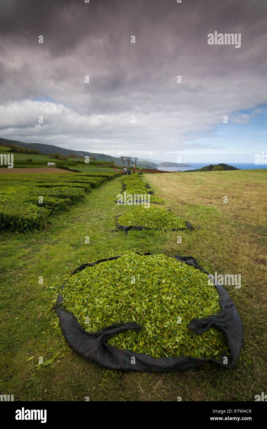 Portogallo Azzorre, isola Sao Miguel, Gorreana, Gorreana la piantagione di tè, uno degli ultimi produttori di tè in Europa, appena raccolte tea Foto Stock