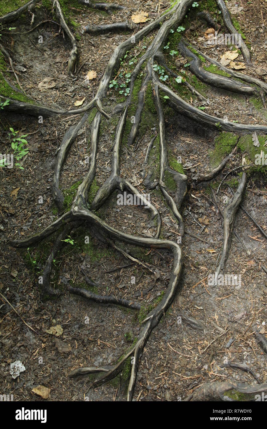 Tree root /Racine d'arbre Foto Stock