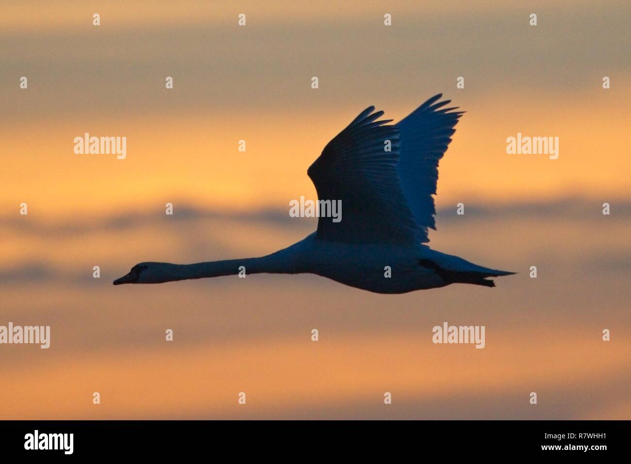 Un cigno Muto vola al tramonto sui livelli di Pevensey dopo una giornata fredda ma luminosa nel Sussex orientale, Regno Unito. Foto Stock