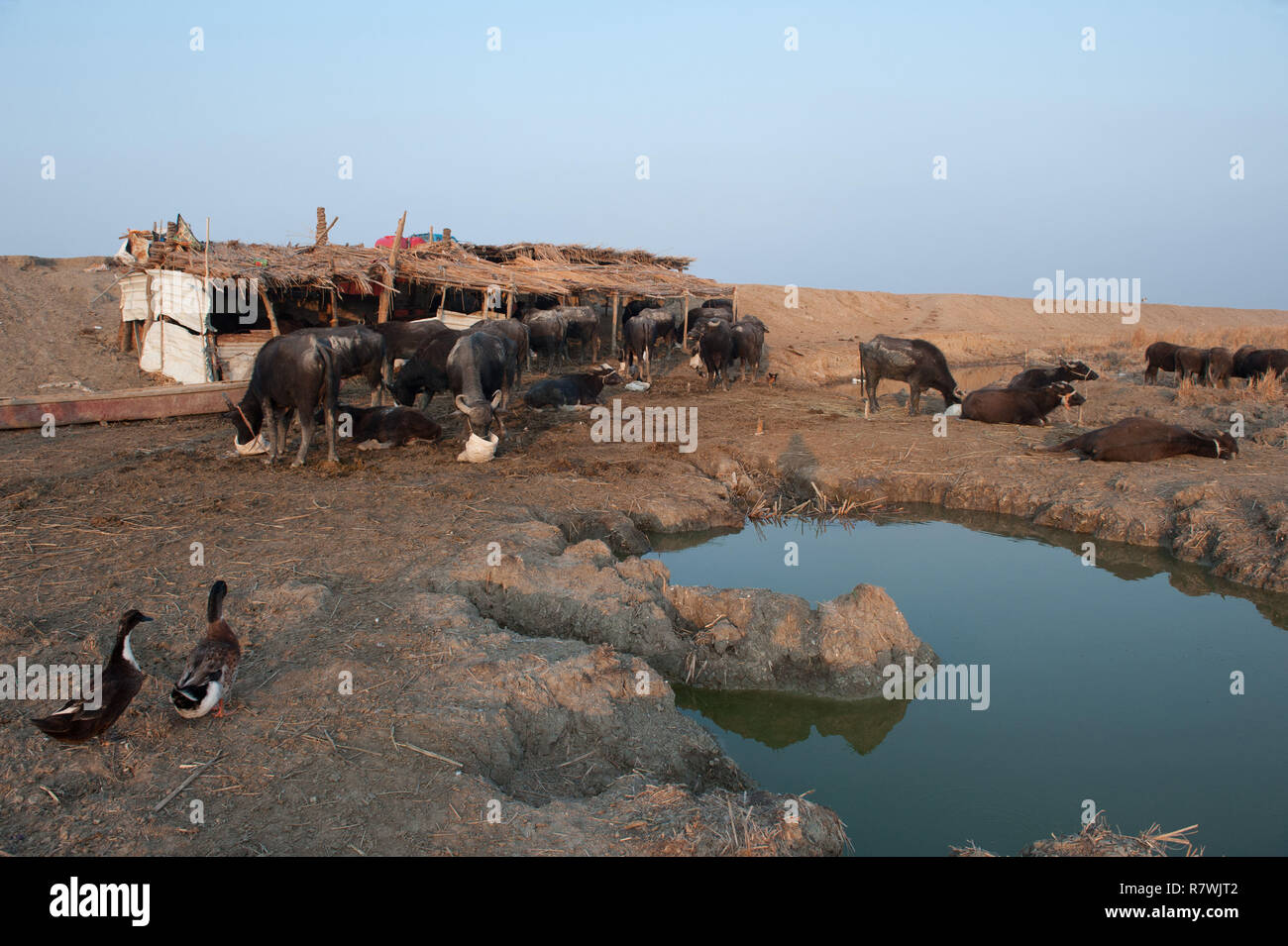 Novembre 12, 2018 - Al-Chibayish, paludi dell'Iraq meridionale, Iraq - Un bufalo agriturismo visto in Hamar Marsh in zone umide del sud dell'Iraq.Buffalo herders lotta per la sopravvivenza a causa della mancanza di acqua potabile pulita e adatta i foraggi causata dalla siccità.Il cambiamento climatico, la costruzione della diga in Turchia e in acque interne di cattiva gestione sono le principali cause di una grave siccità in zone umide del sud dell'Iraq. Credito: Giovanni Wreford SOPA/images/ZUMA filo/Alamy Live News Foto Stock