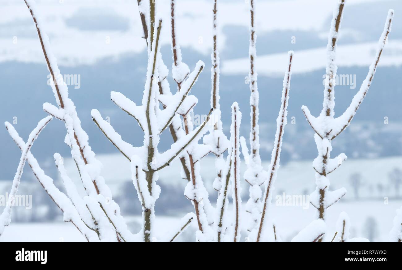 Augustusburg, Germania. 12 Dic, 2018. Rami e ramoscelli di un albero in Schellenberg sono coperti di neve. Nei prossimi giorni il pupazzo di neve meteo prevale in Sassonia. Credito: Sebastian Willnow/dpa-Zentralbild/dpa/Alamy Live News Foto Stock