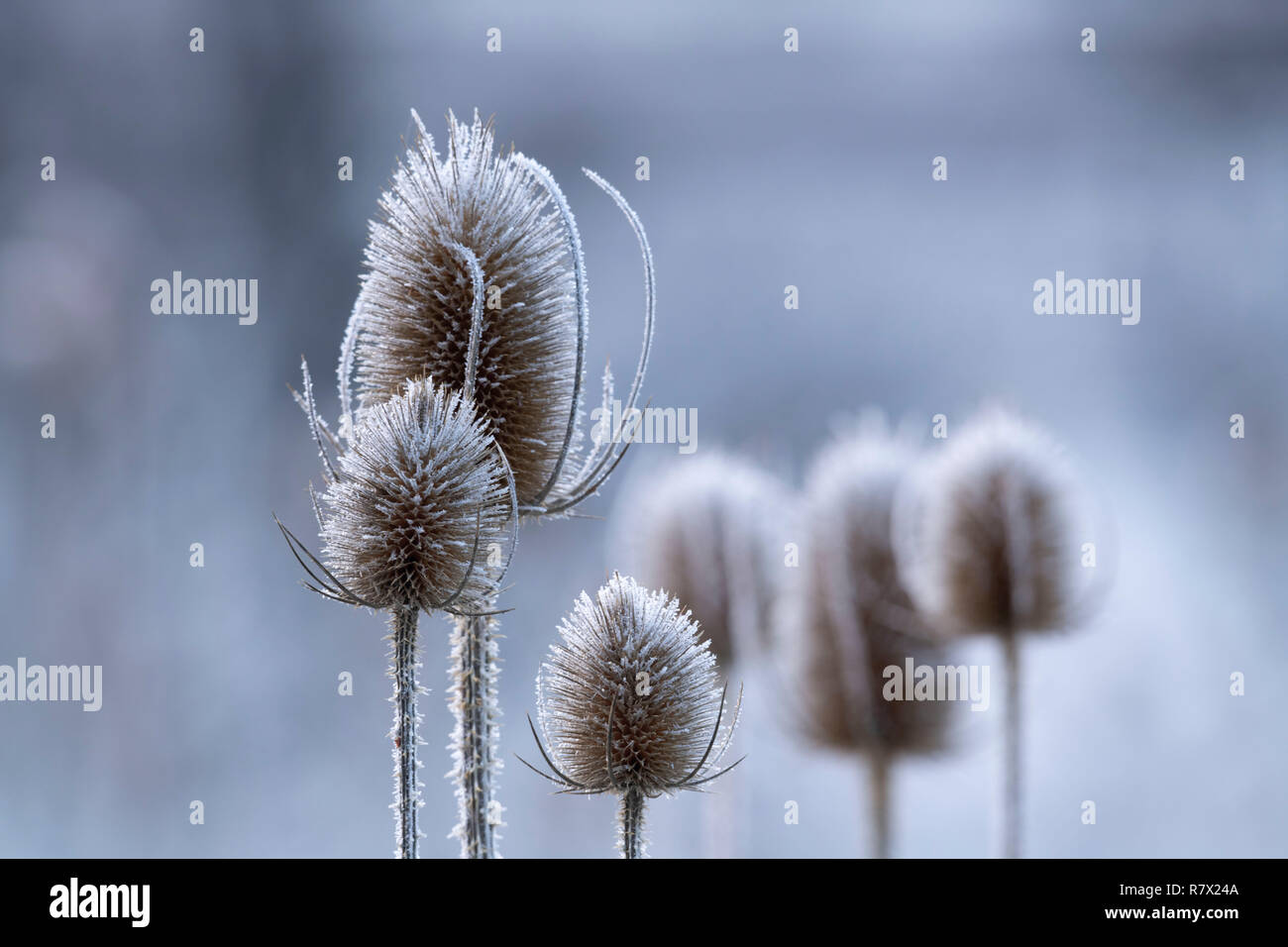 Seedheads secchi selvatici (Teasel Dipsacus Fullonum) sono coperte di brina su un inverno mattina al Muir of Dinnet nel Parco Nazionale di Cairngorms. Foto Stock