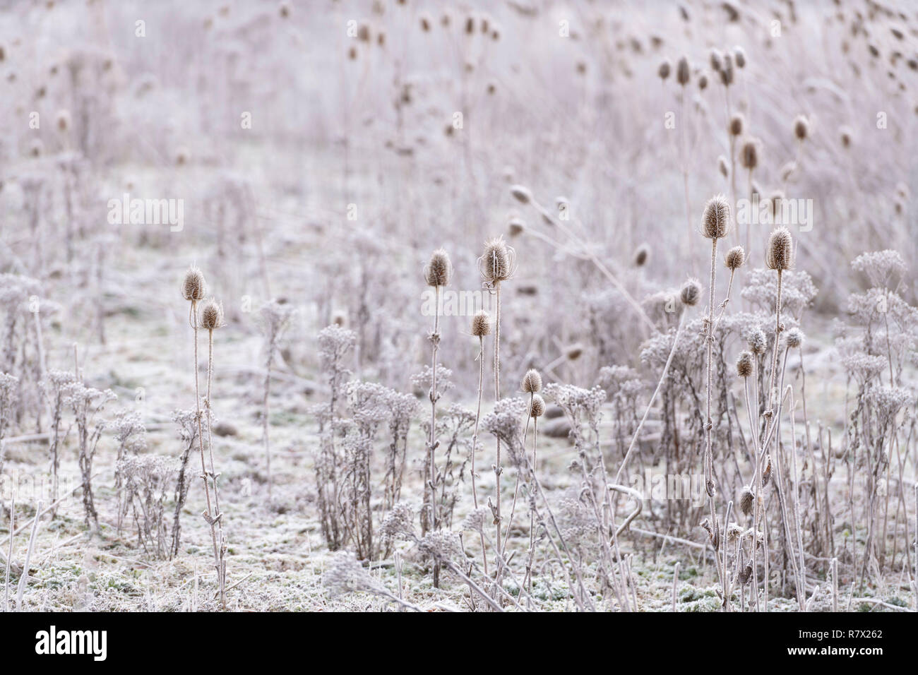 Teasels smerigliato (Dipsacus Fullonum) su un freddo inverno mattina nel Parco Nazionale di Cairngorms, Scozia Foto Stock