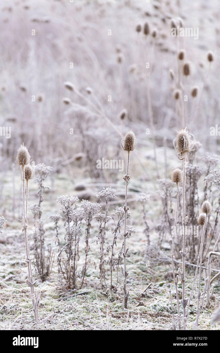 Teasels smerigliato (Dipsacus Fullonum) su un freddo inverno mattina nel Parco Nazionale di Cairngorms, Scozia Foto Stock