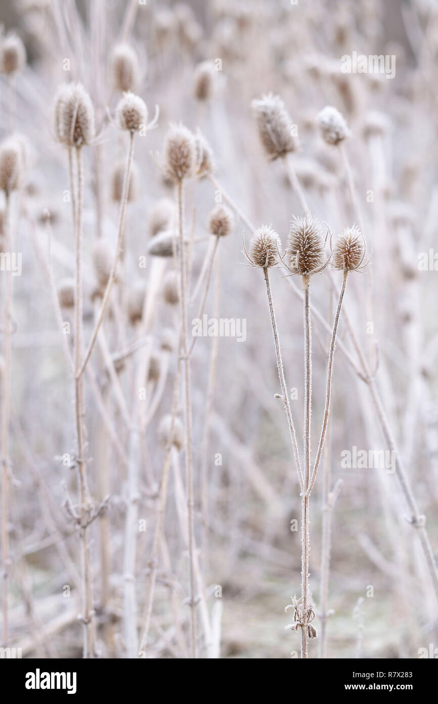 Teasels smerigliato (Dipsacus Fullonum) su un freddo inverno mattina nel Parco Nazionale di Cairngorms, Scozia Foto Stock