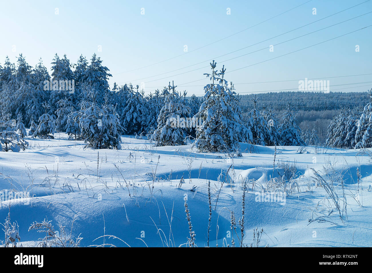 Paesaggio Ziniy in legno congelate su sfondo blu cielo Foto Stock